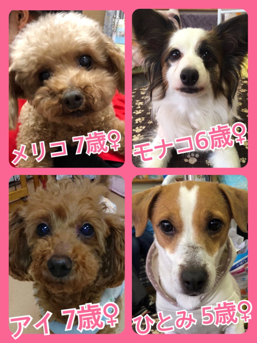 🐾今日の里親様募集中ワンコ🐶メンバーです🐾2019,3,2